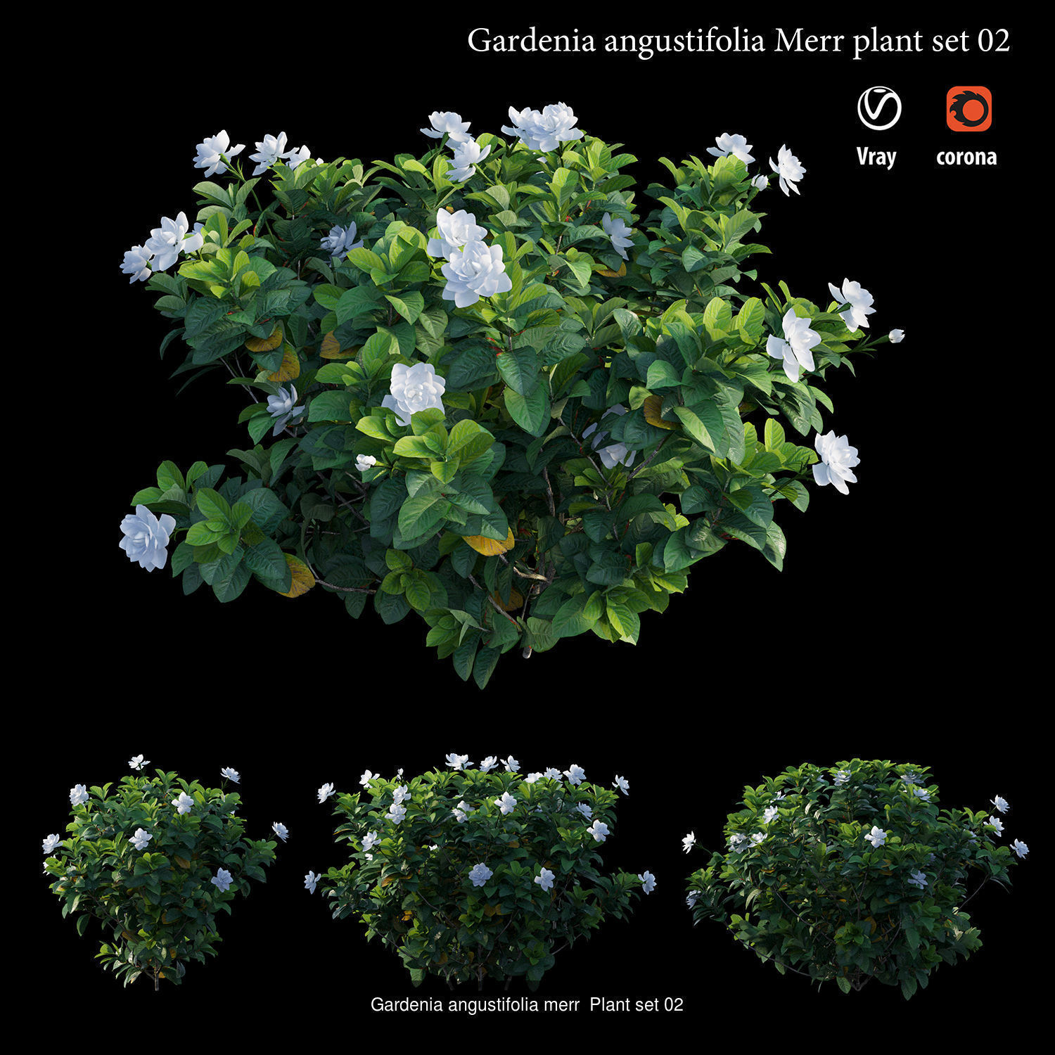 Gardenia angustifolia Merr 3D Model Collection_2