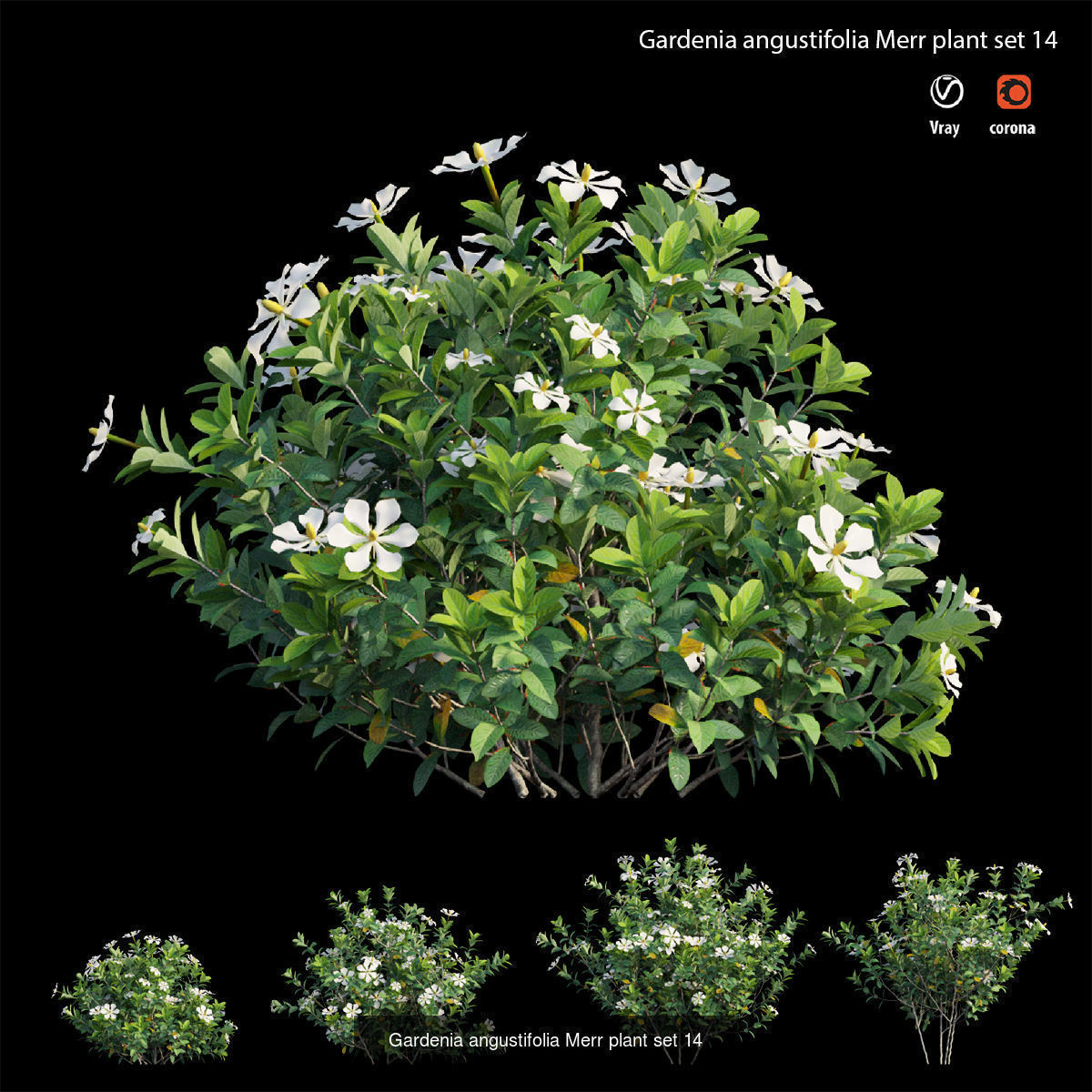 Gardenia angustifolia Merr 3D Model Collection_12