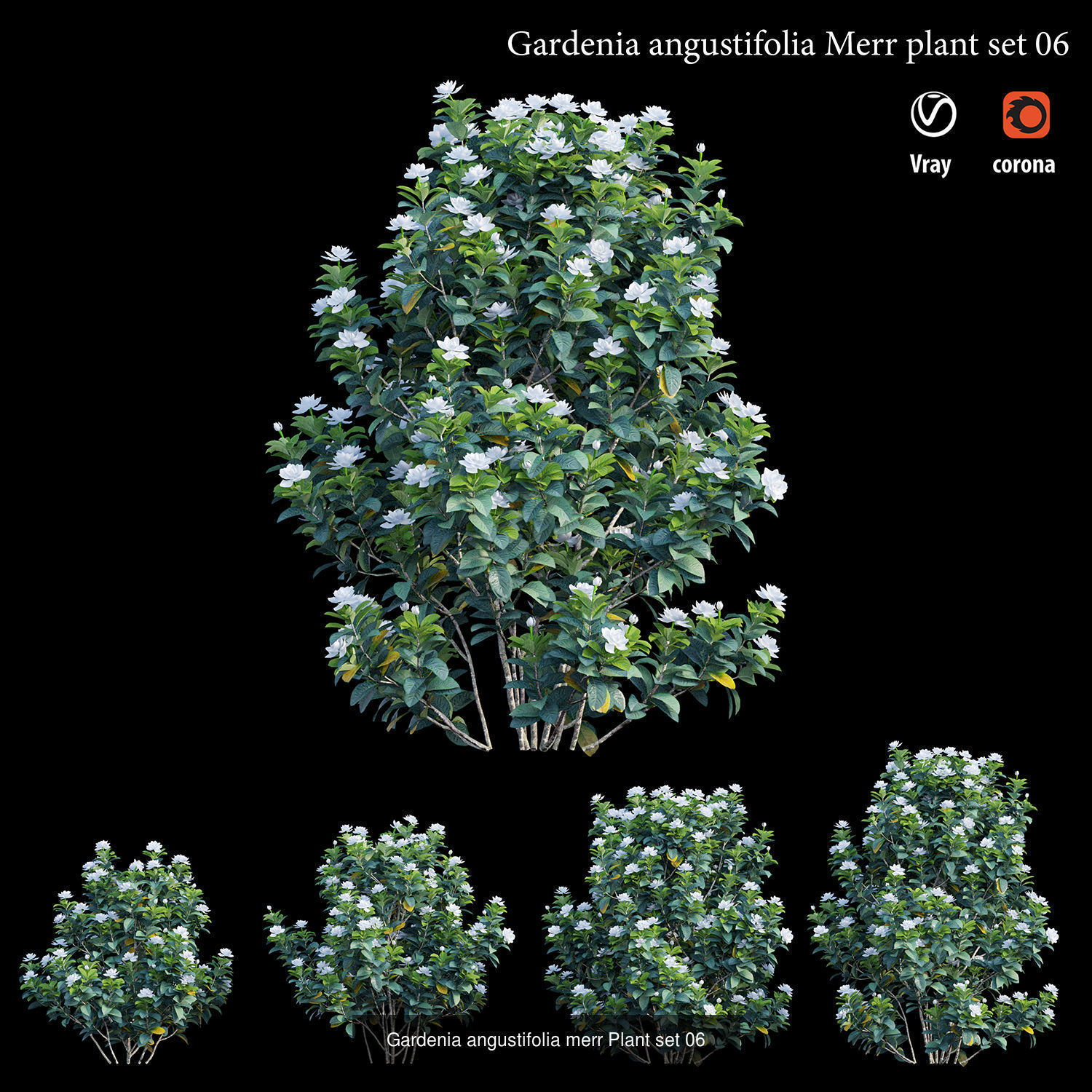 Gardenia angustifolia Merr 3D Model Collection_6
