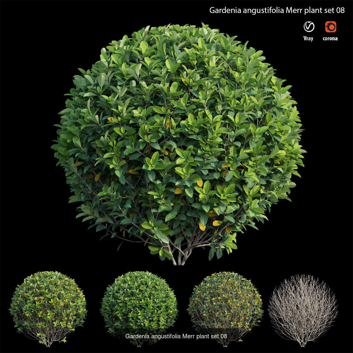 Gardenia angustifolia Merr 3D Model Collection_8