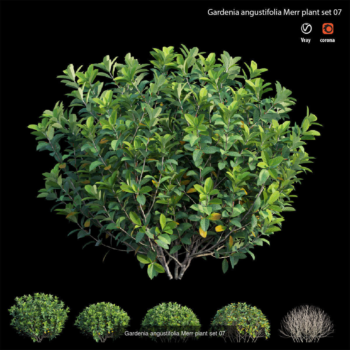 Gardenia angustifolia Merr 3D Model Collection_7