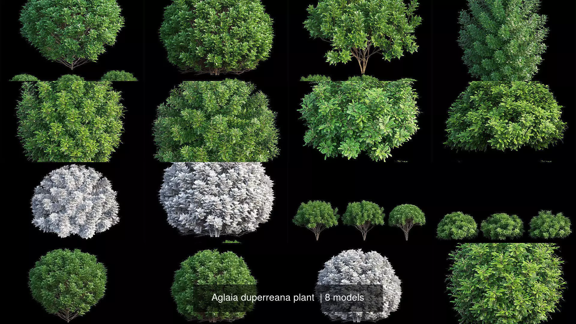 Aglaia duperreana plant  3D Model Collection_0