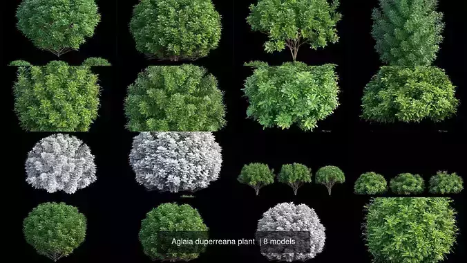 Aglaia duperreana plant  3D Model Collection