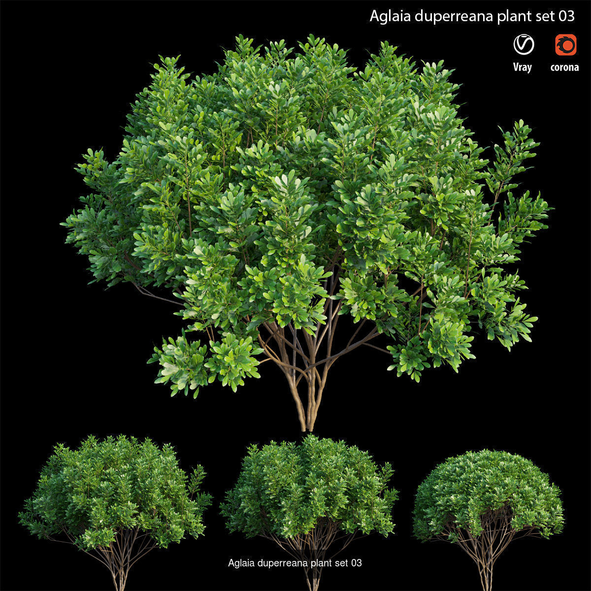 Aglaia duperreana plant  3D Model Collection_3