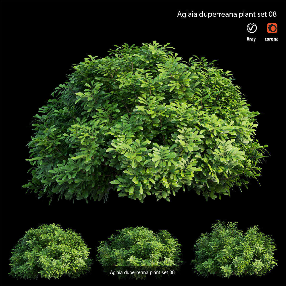 Aglaia duperreana plant  3D Model Collection_8