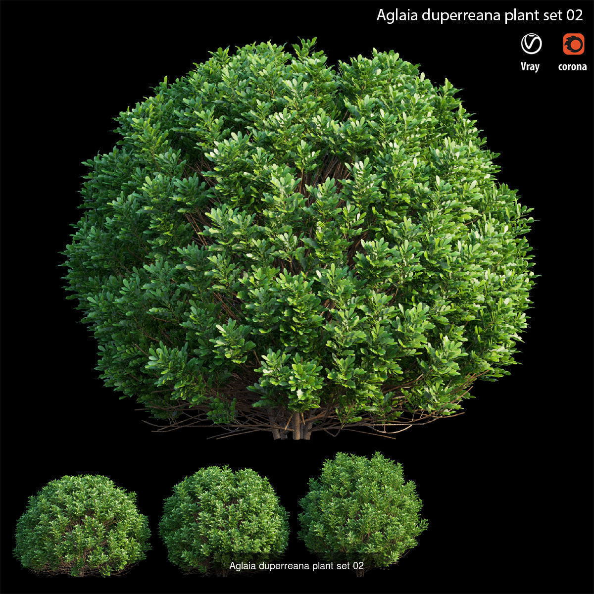 Aglaia duperreana plant  3D Model Collection_2