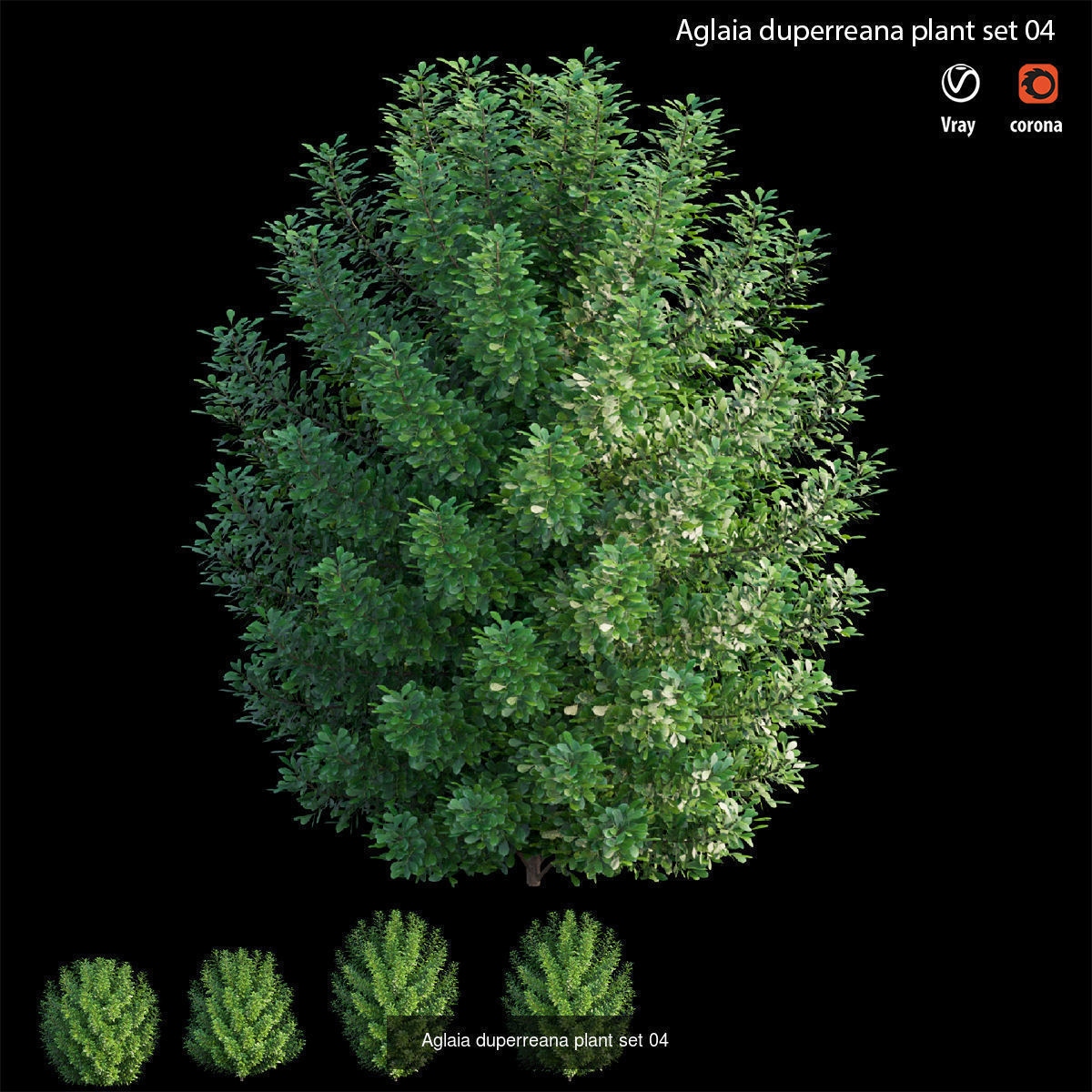 Aglaia duperreana plant  3D Model Collection_4
