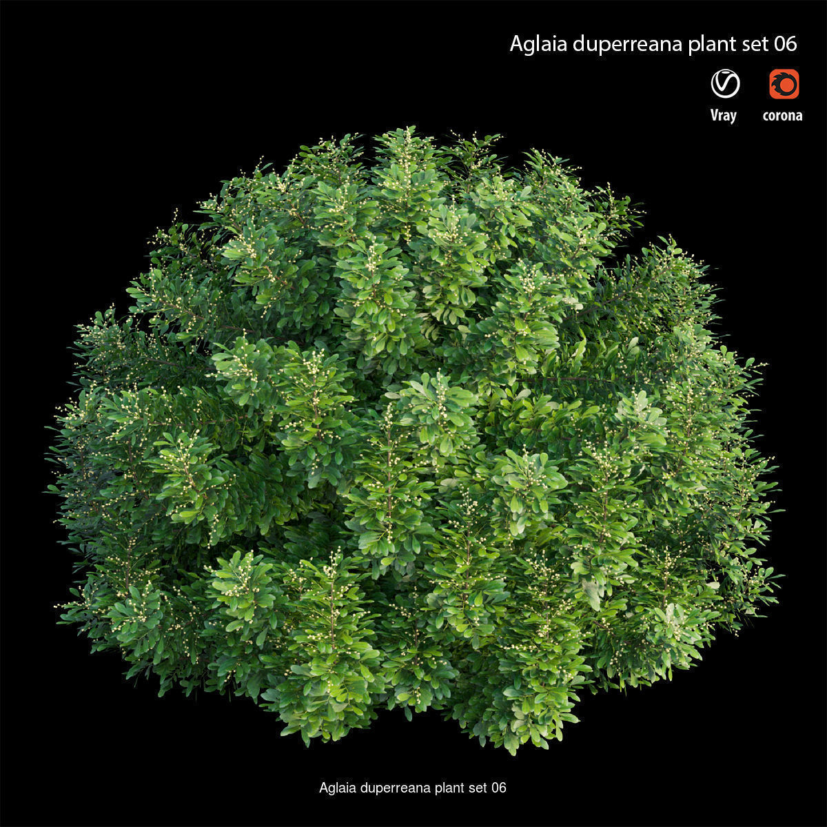 Aglaia duperreana plant  3D Model Collection_6