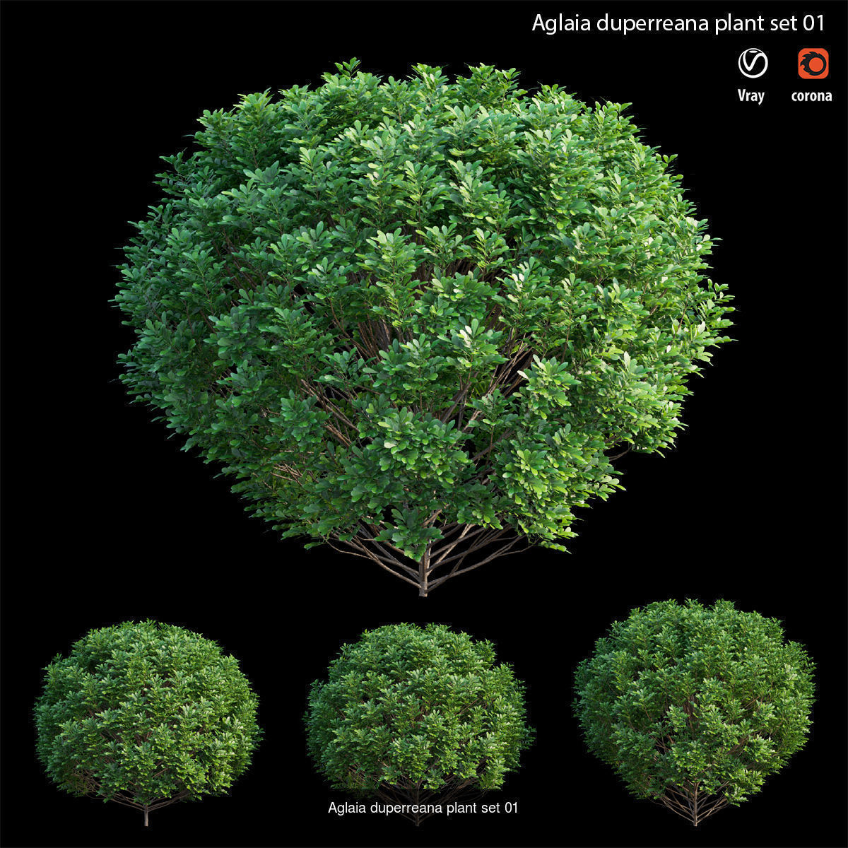 Aglaia duperreana plant  3D Model Collection_1