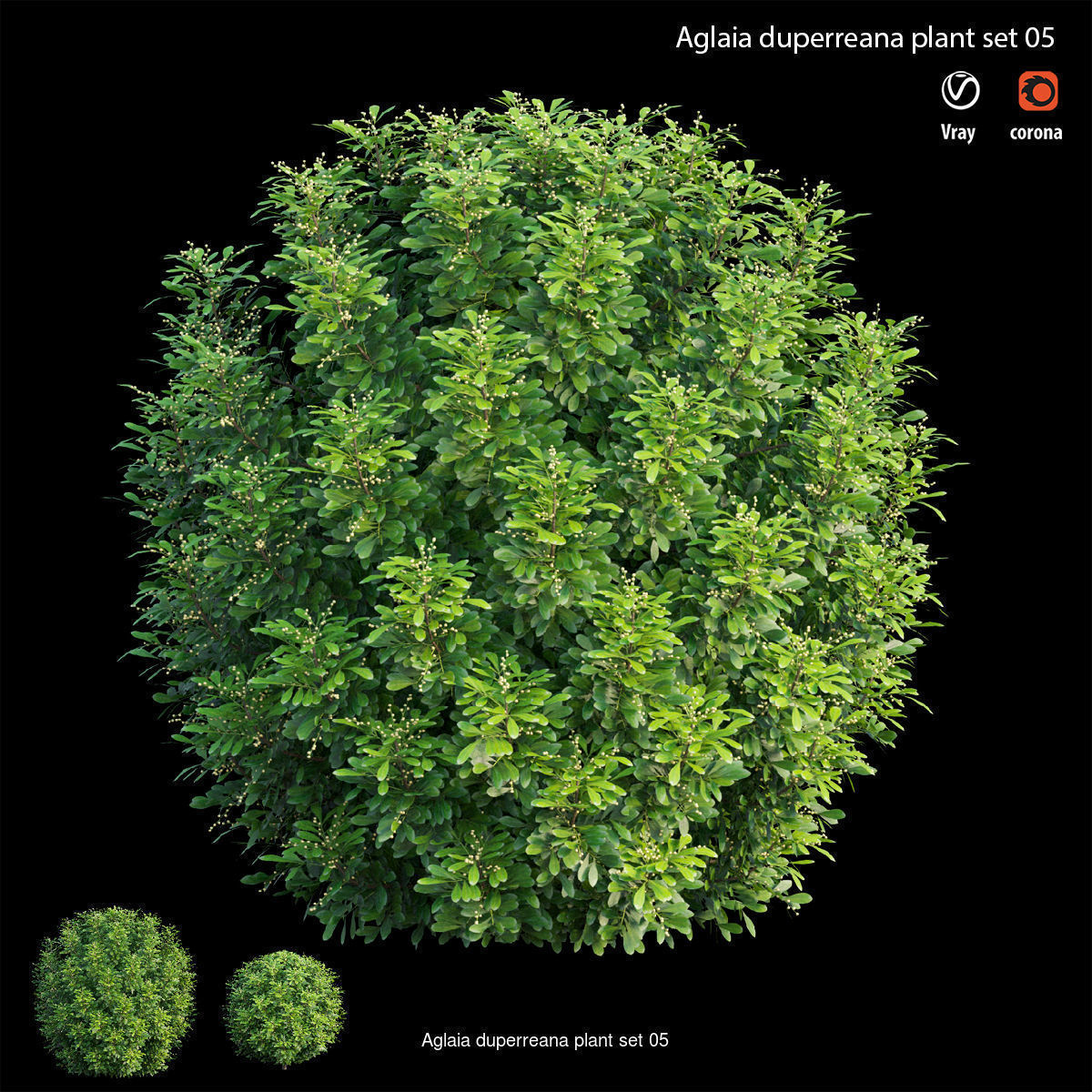 Aglaia duperreana plant  3D Model Collection_5