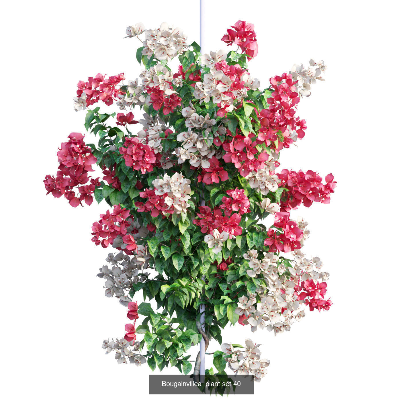 Bougainvillea 3D Model Collection_52