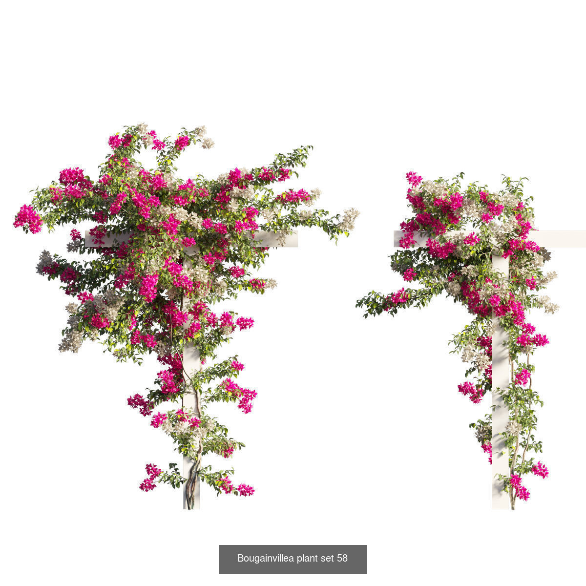 Bougainvillea 3D Model Collection_62
