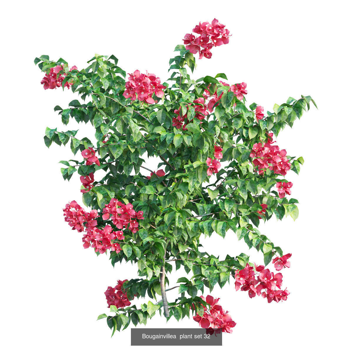 Bougainvillea 3D Model Collection_38
