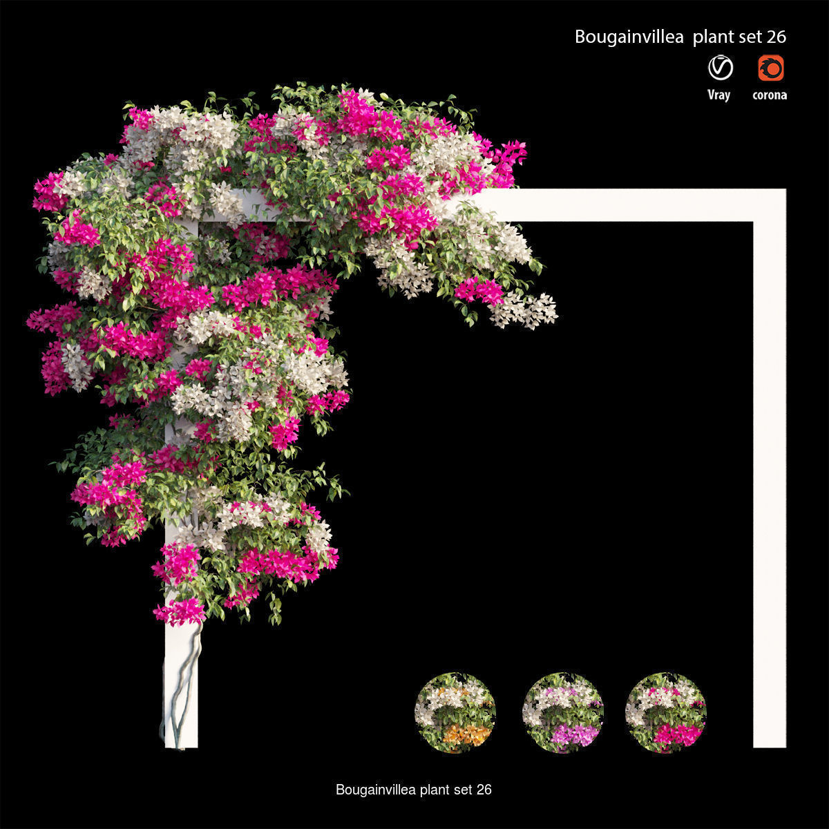 Bougainvillea 3D Model Collection_33