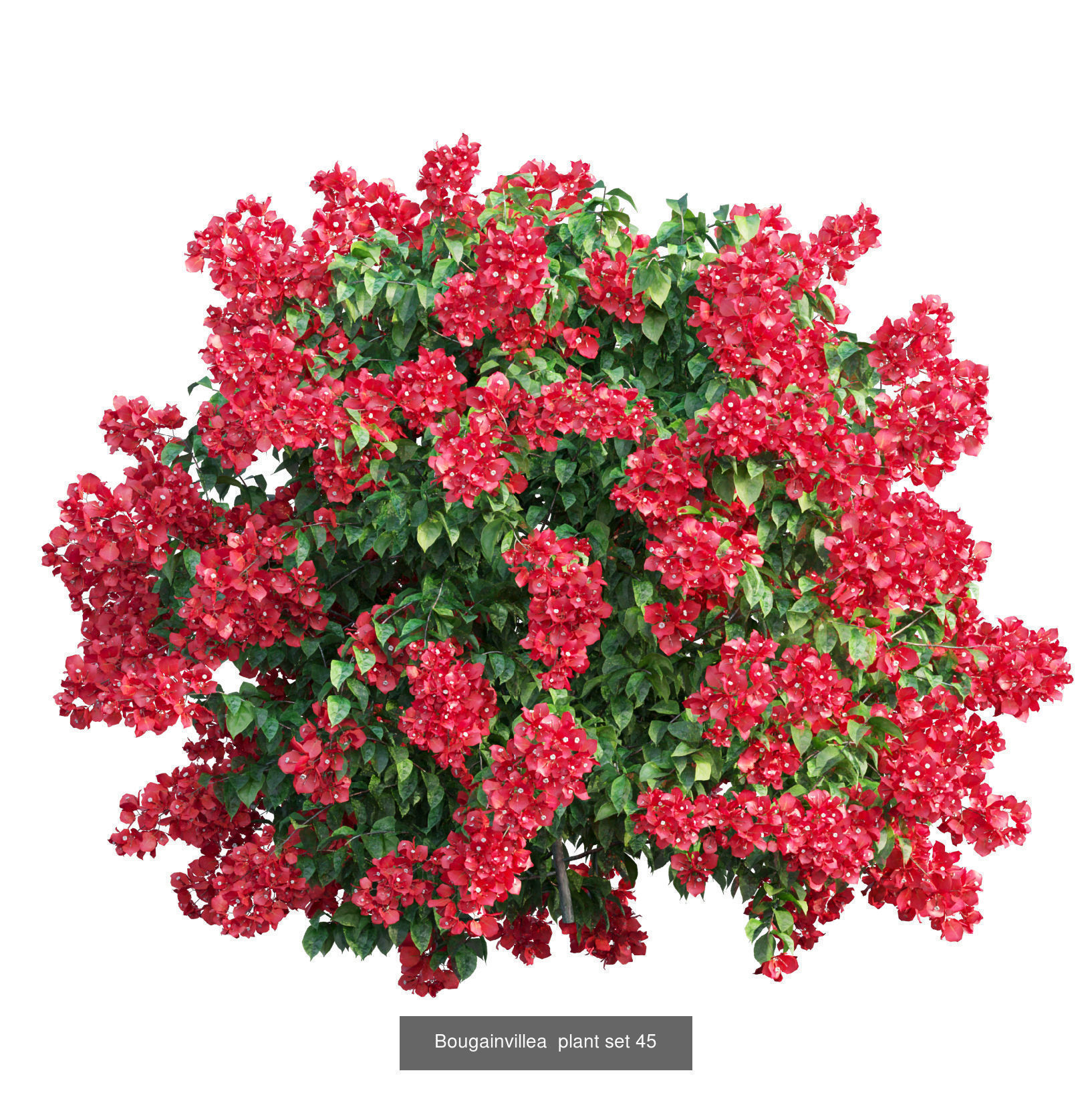 Bougainvillea 3D Model Collection_48