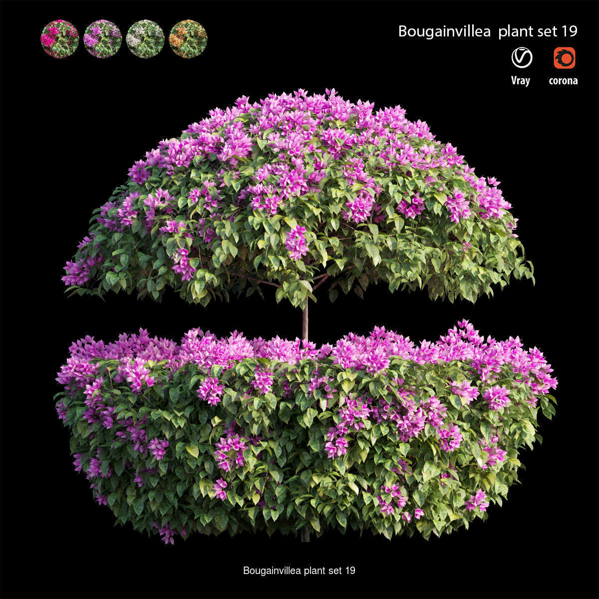 Bougainvillea 3D Model Collection_26