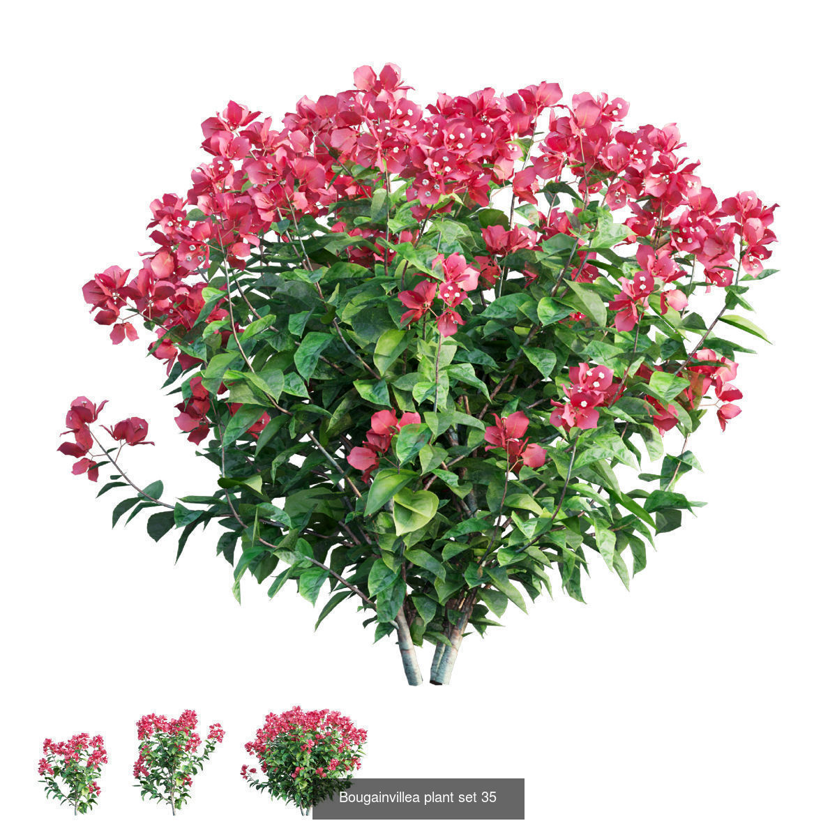 Bougainvillea 3D Model Collection_45
