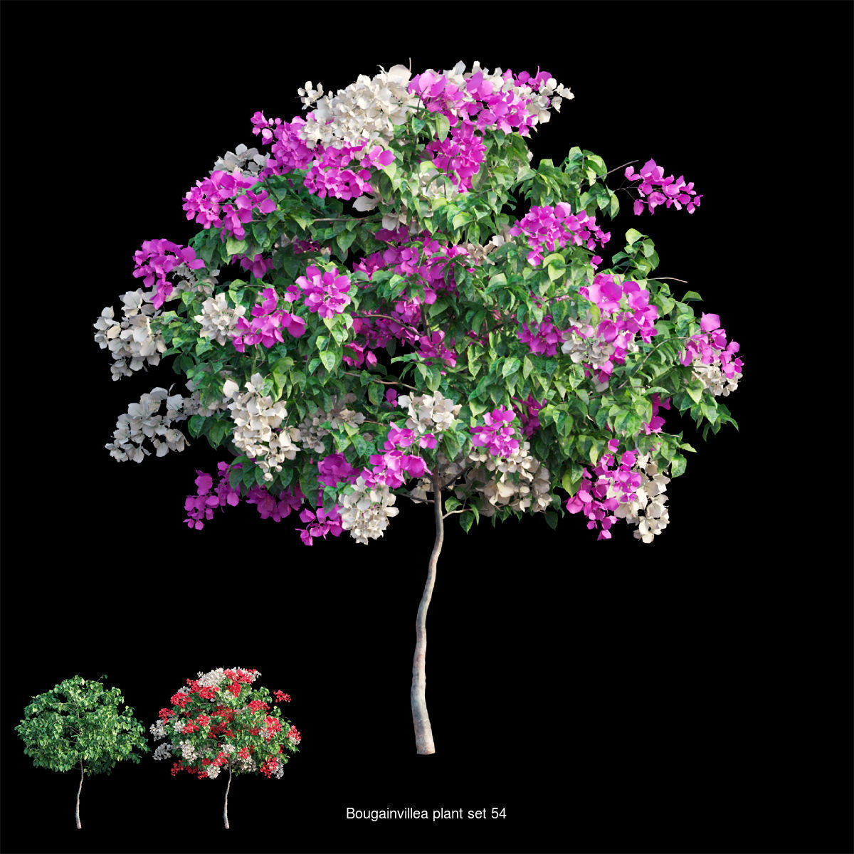 Bougainvillea 3D Model Collection_58