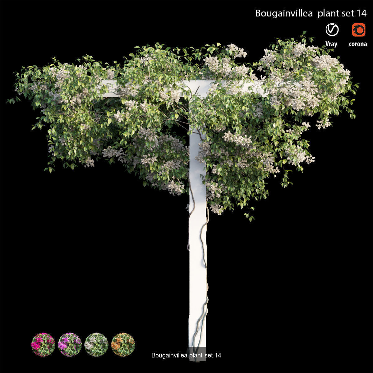 Bougainvillea 3D Model Collection_21