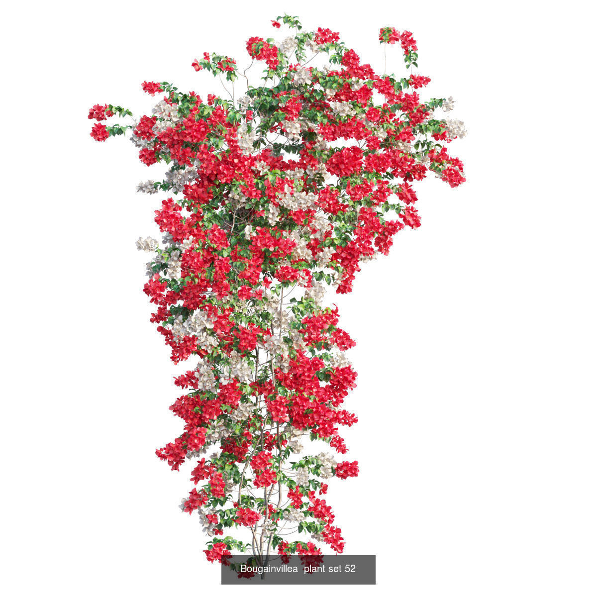 Bougainvillea 3D Model Collection_57