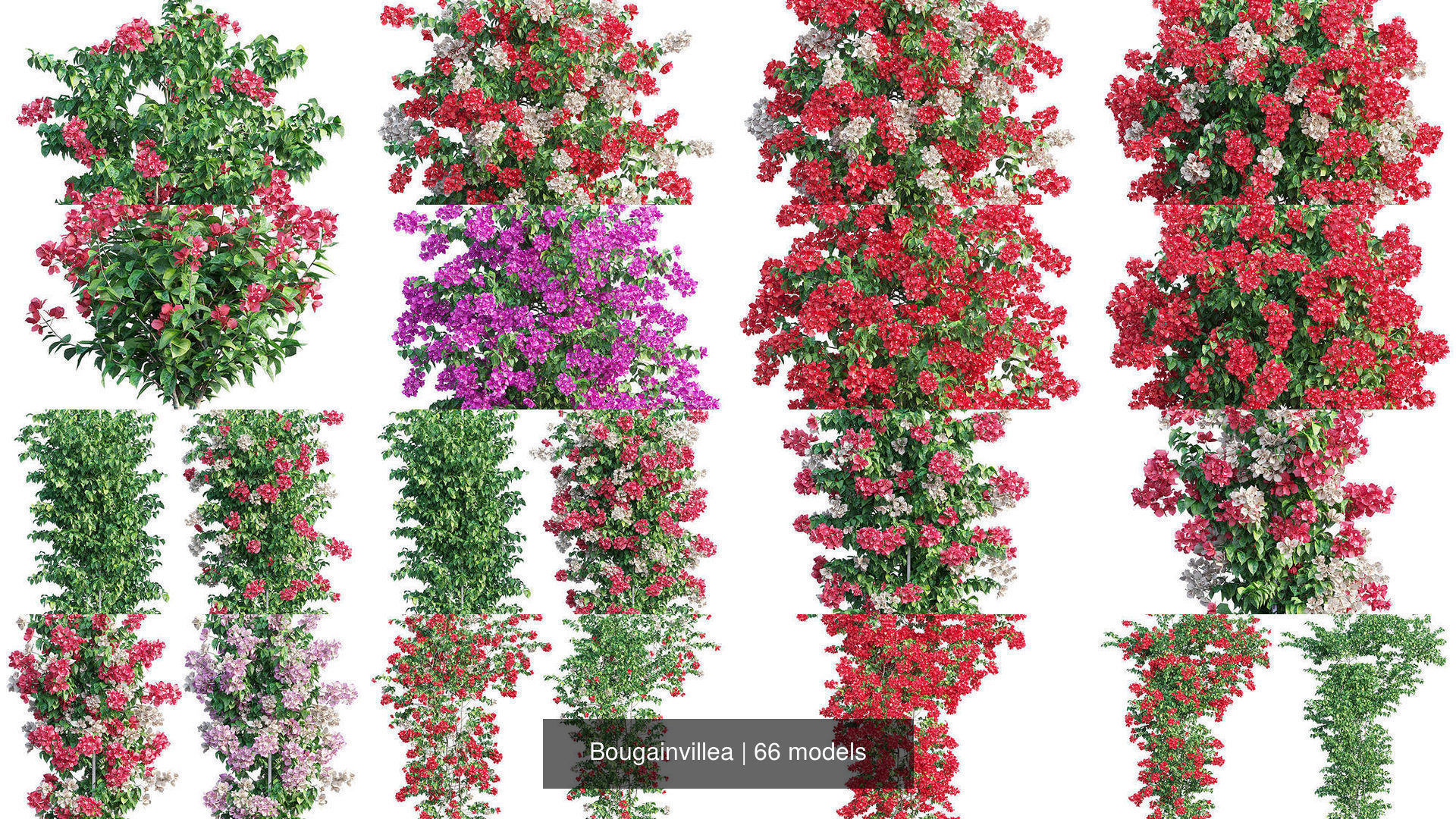 Bougainvillea 3D Model Collection_4