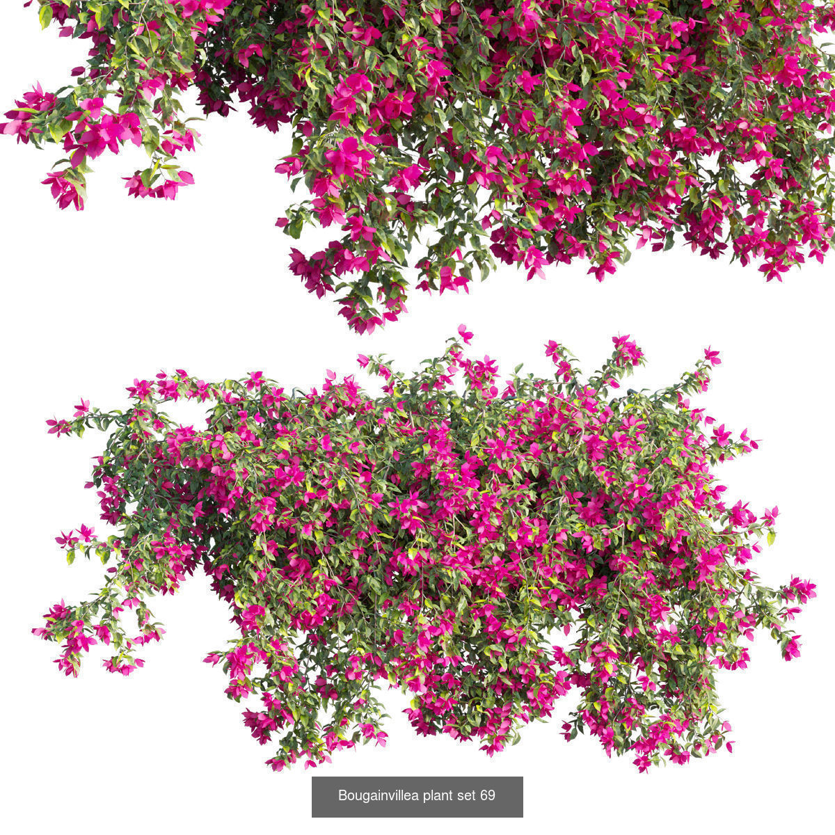 Bougainvillea 3D Model Collection_73