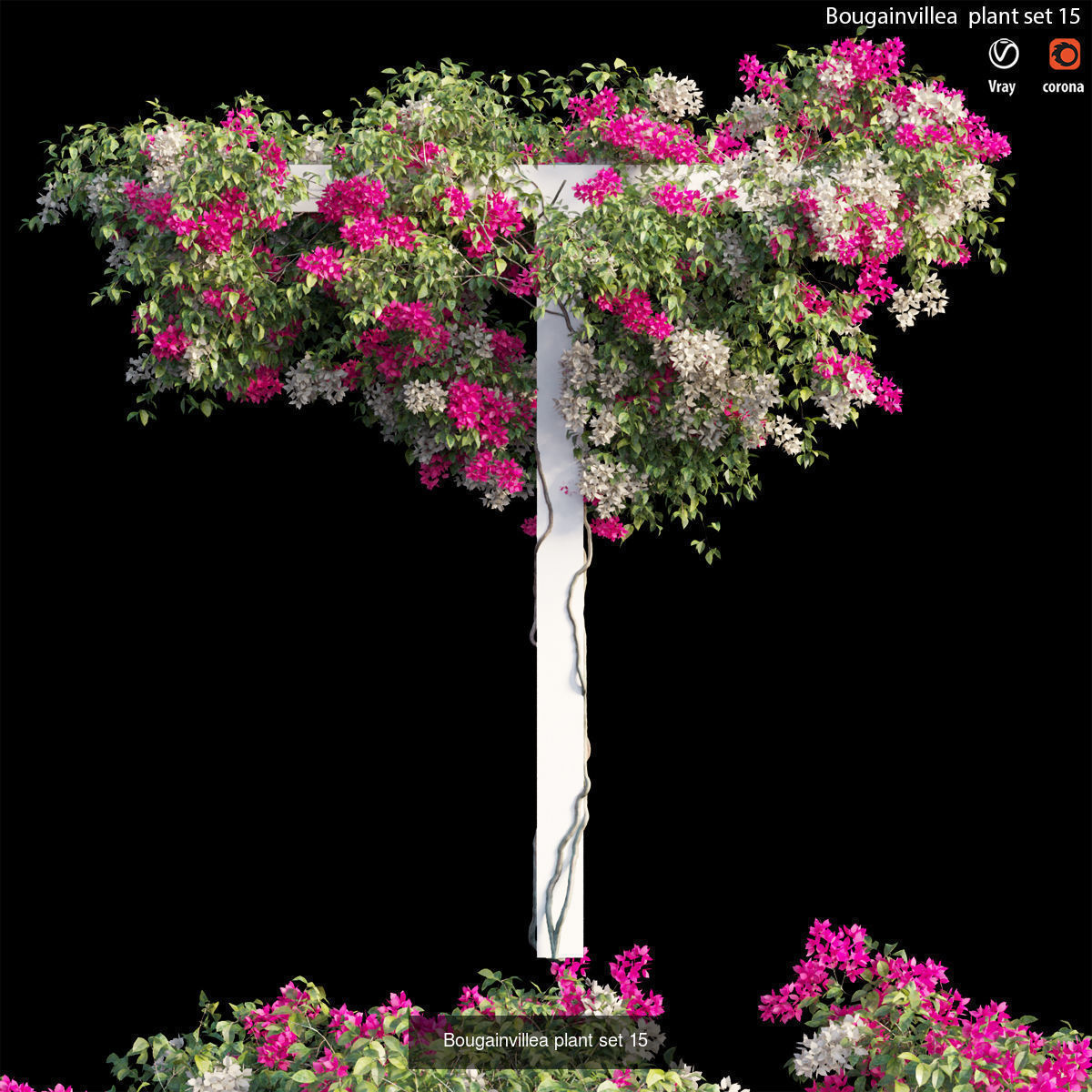 Bougainvillea 3D Model Collection_22