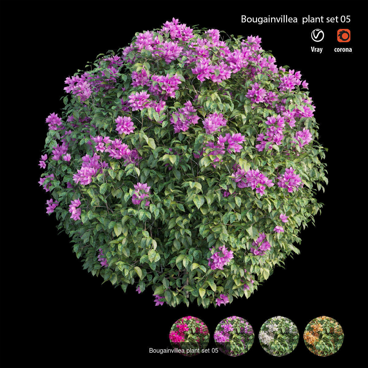 Bougainvillea 3D Model Collection_12