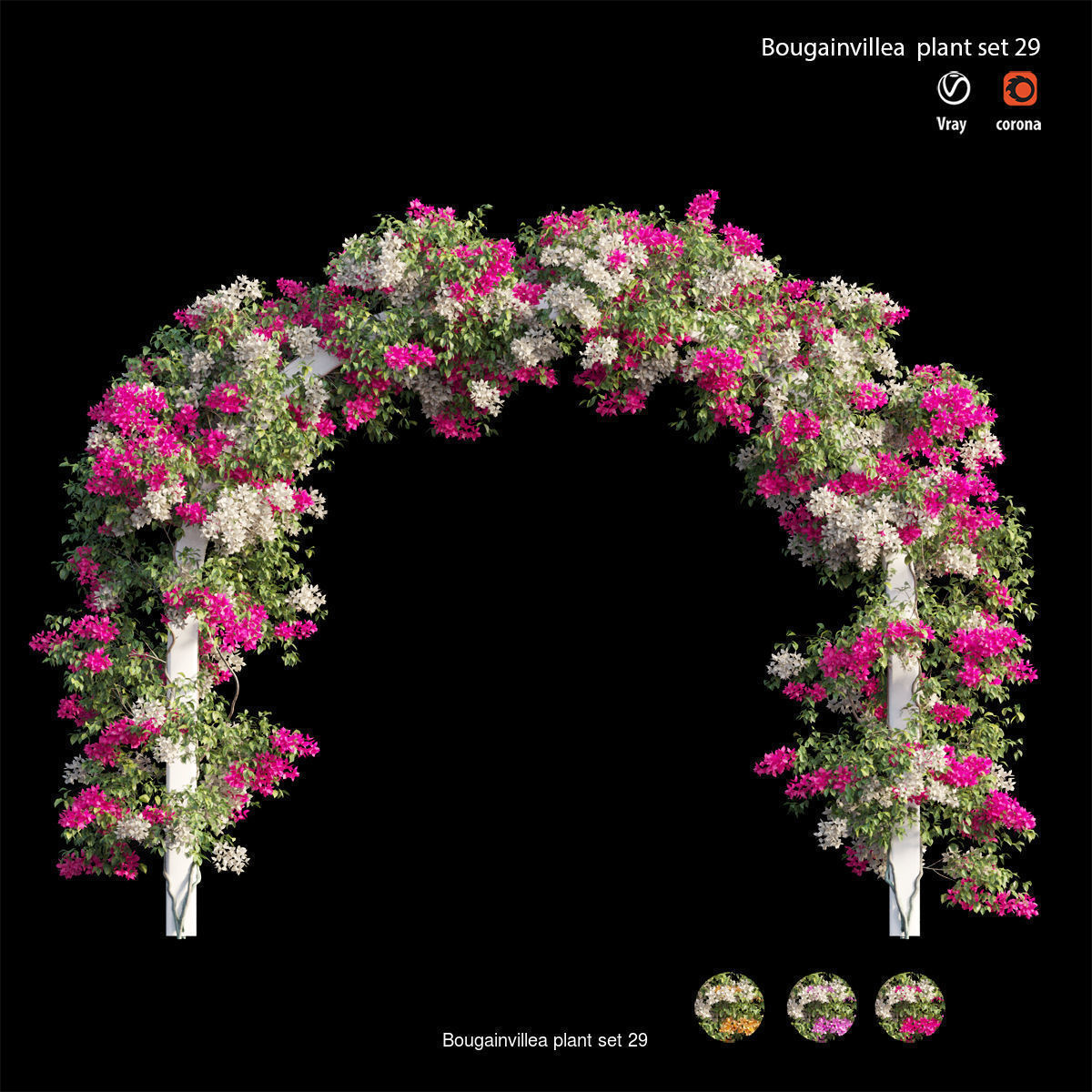 Bougainvillea 3D Model Collection_36