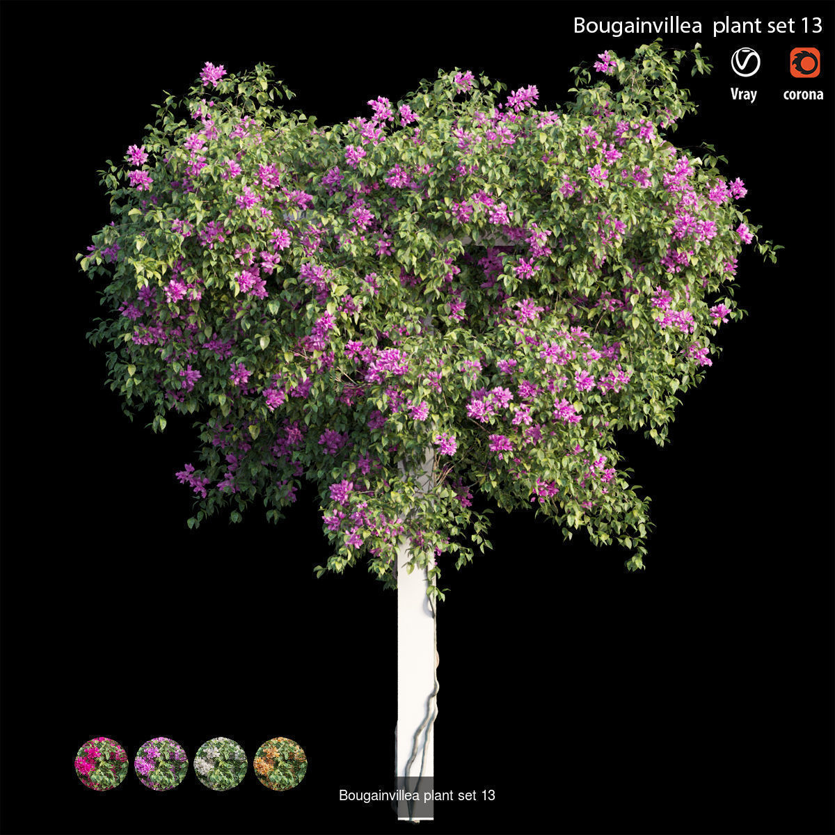 Bougainvillea 3D Model Collection_20