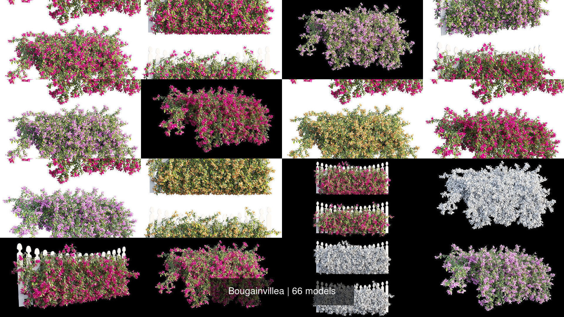 Bougainvillea 3D Model Collection_8