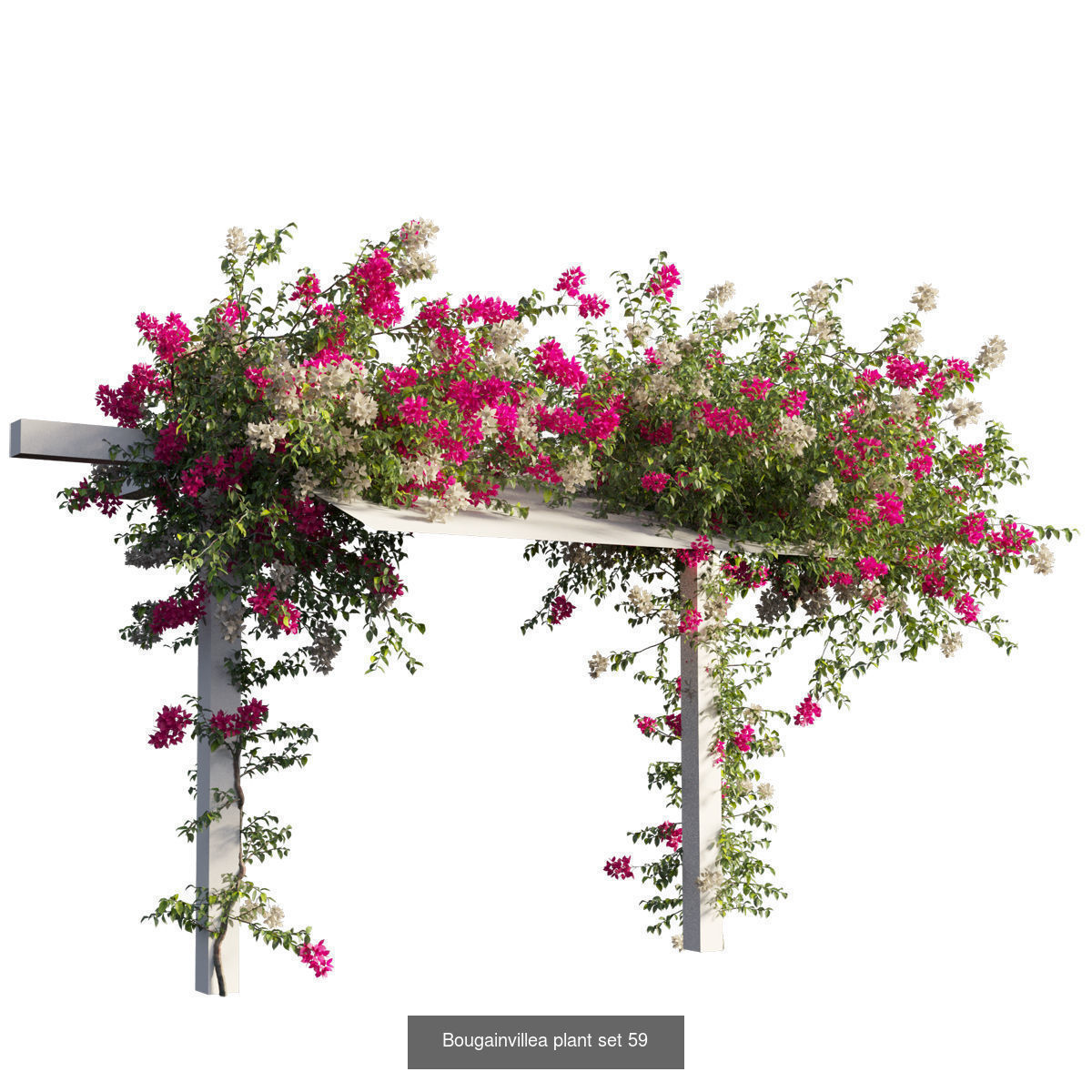 Bougainvillea 3D Model Collection_63