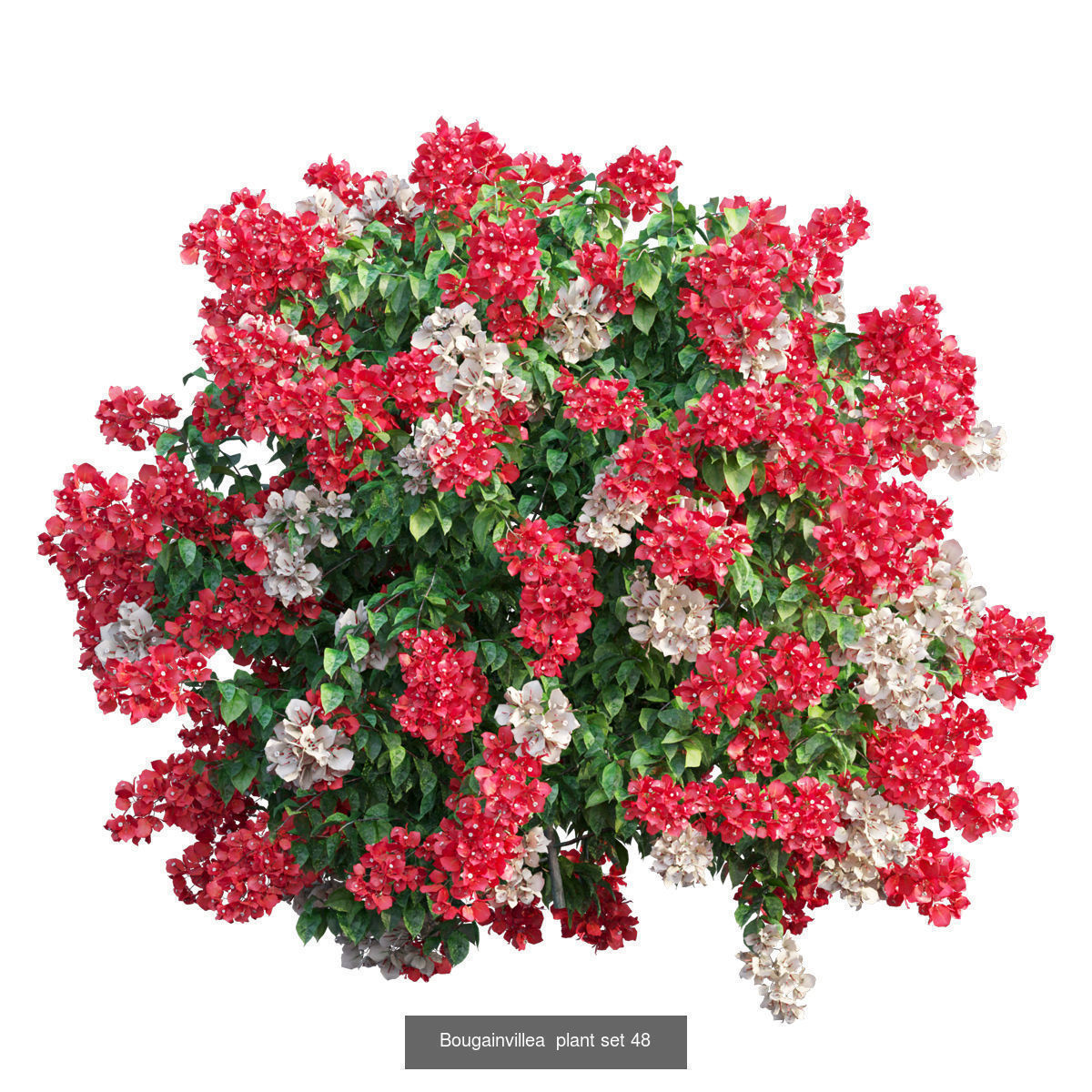 Bougainvillea 3D Model Collection_44