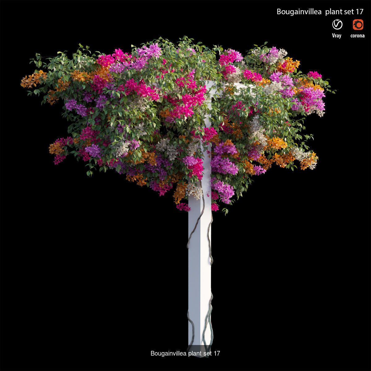 Bougainvillea 3D Model Collection_24