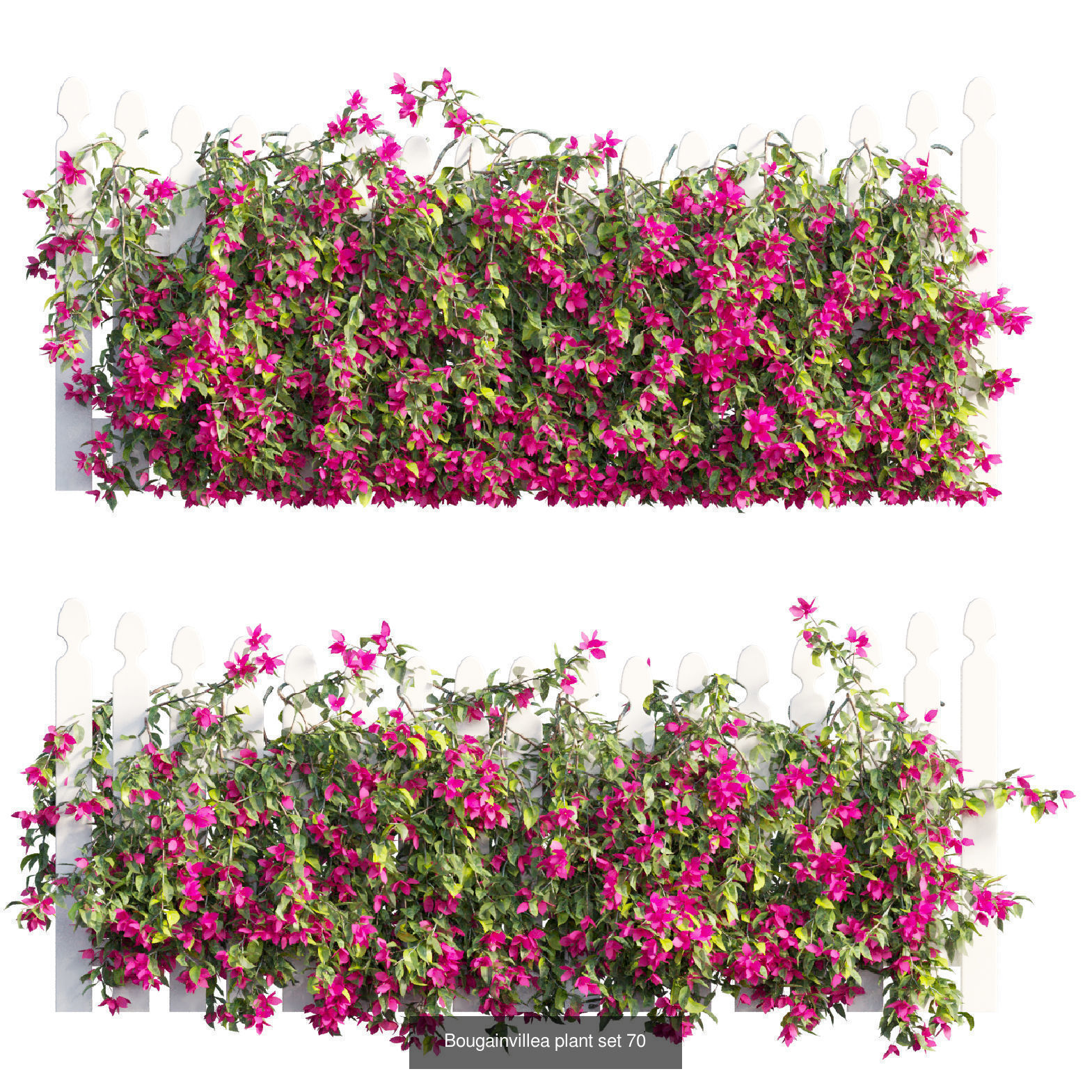 Bougainvillea 3D Model Collection_74
