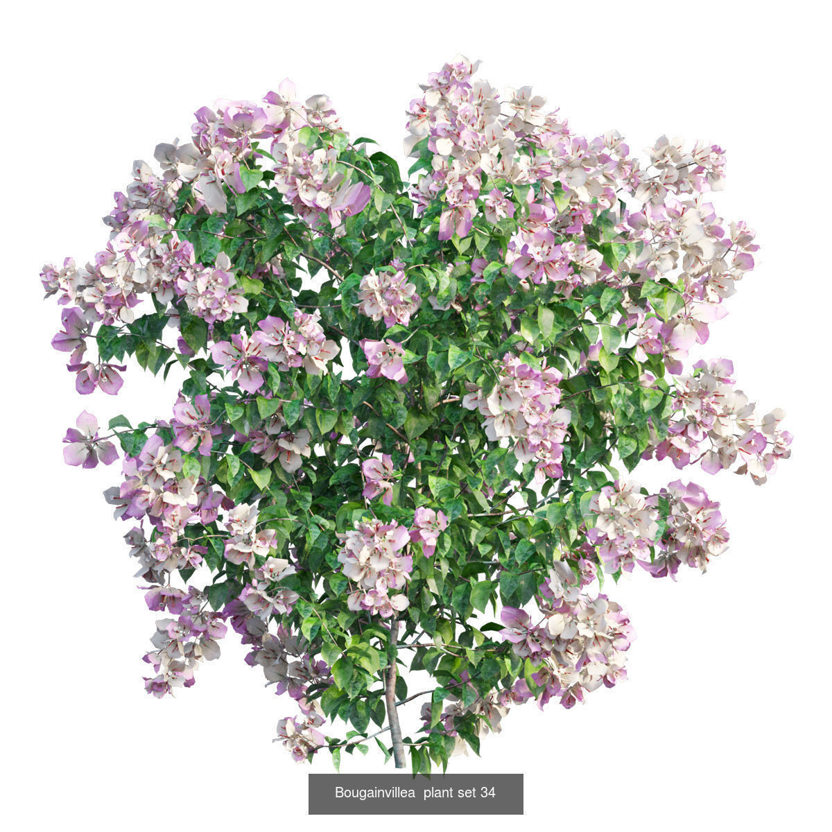 Bougainvillea 3D Model Collection_40