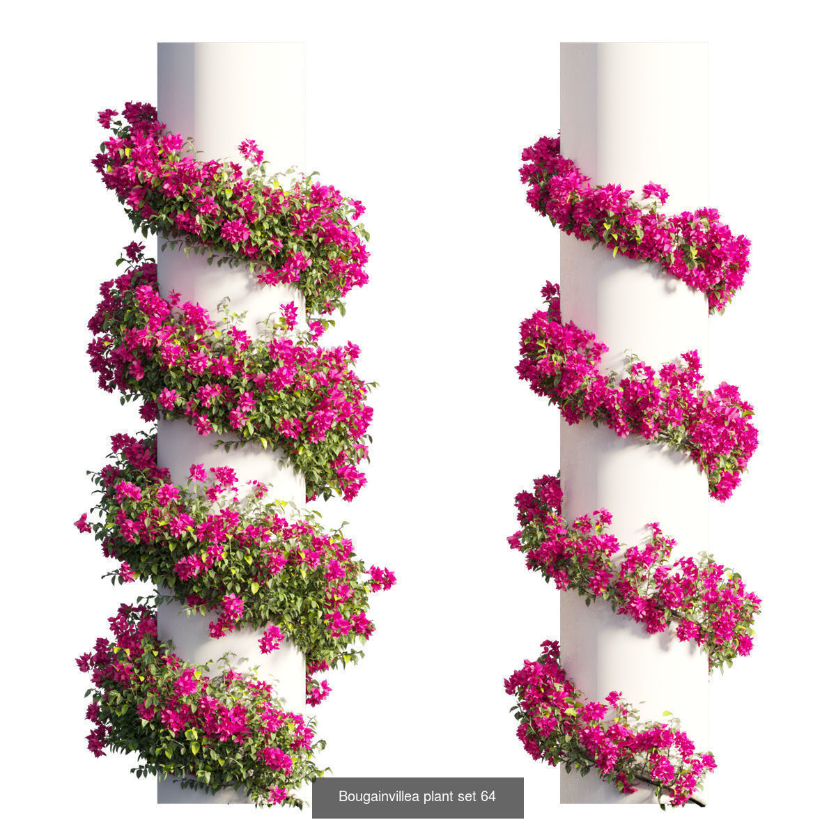 Bougainvillea 3D Model Collection_68