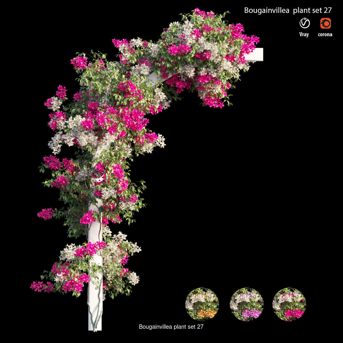 Bougainvillea 3D Model Collection_34