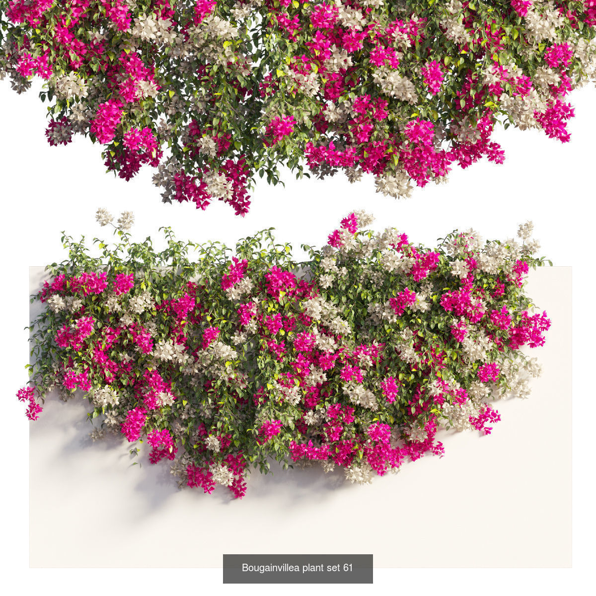 Bougainvillea 3D Model Collection_65
