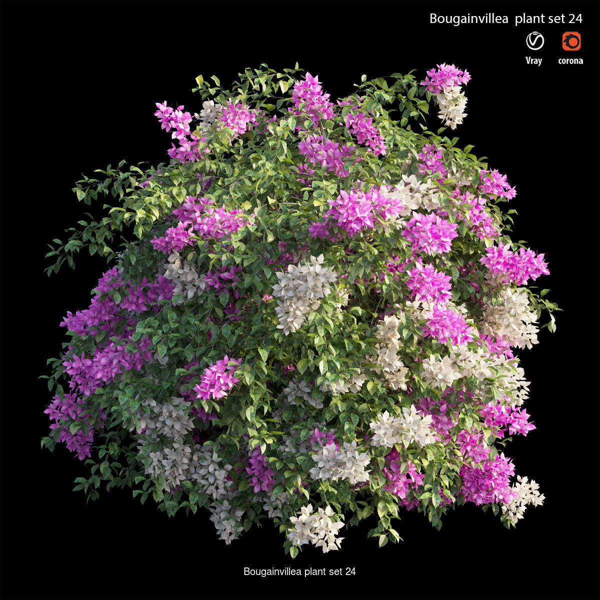 Bougainvillea 3D Model Collection_31