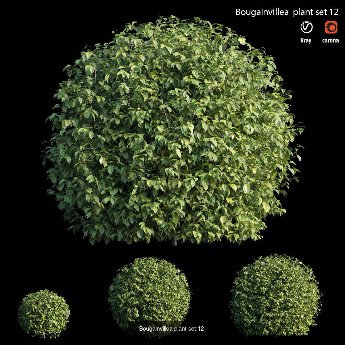 Bougainvillea 3D Model Collection_19