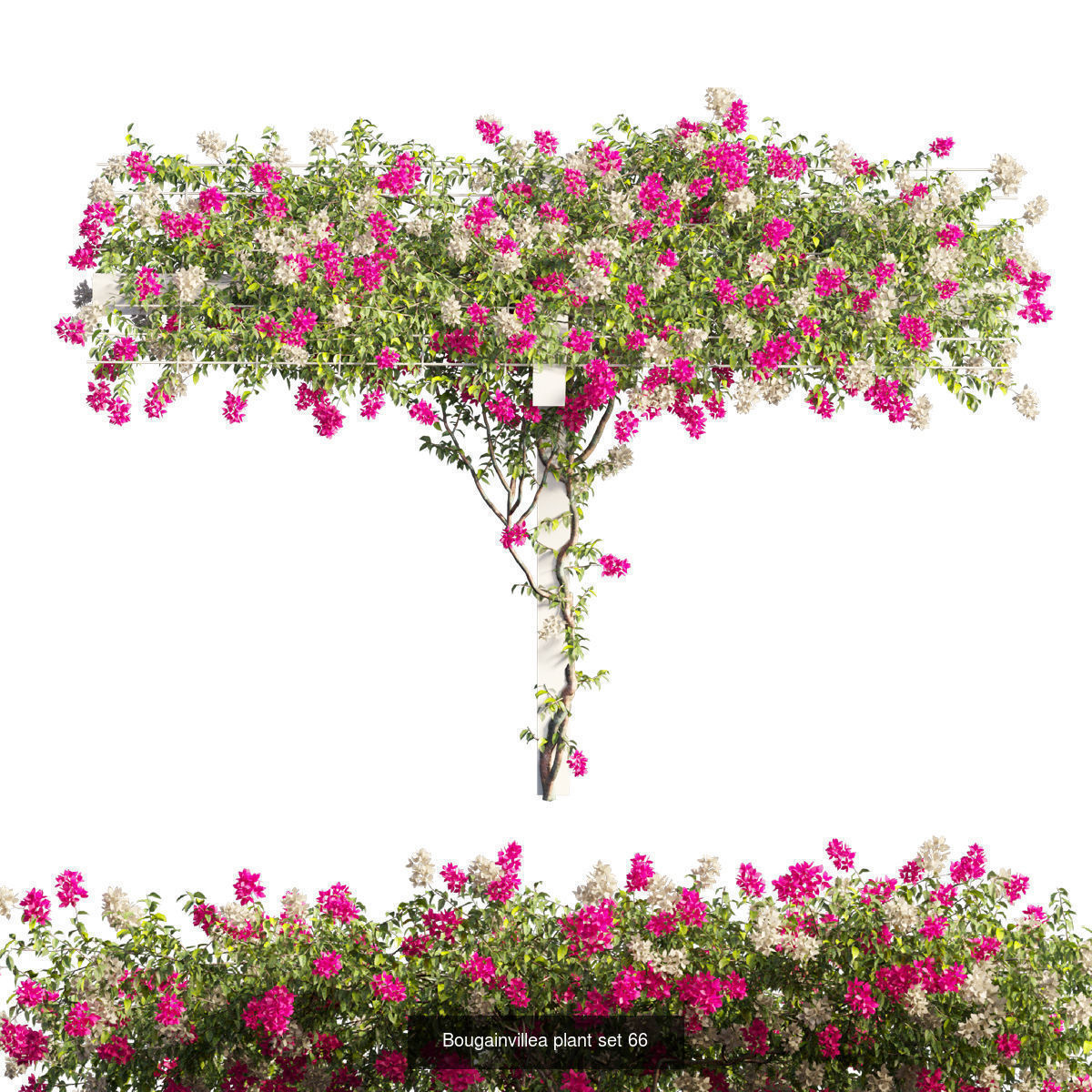 Bougainvillea 3D Model Collection_70