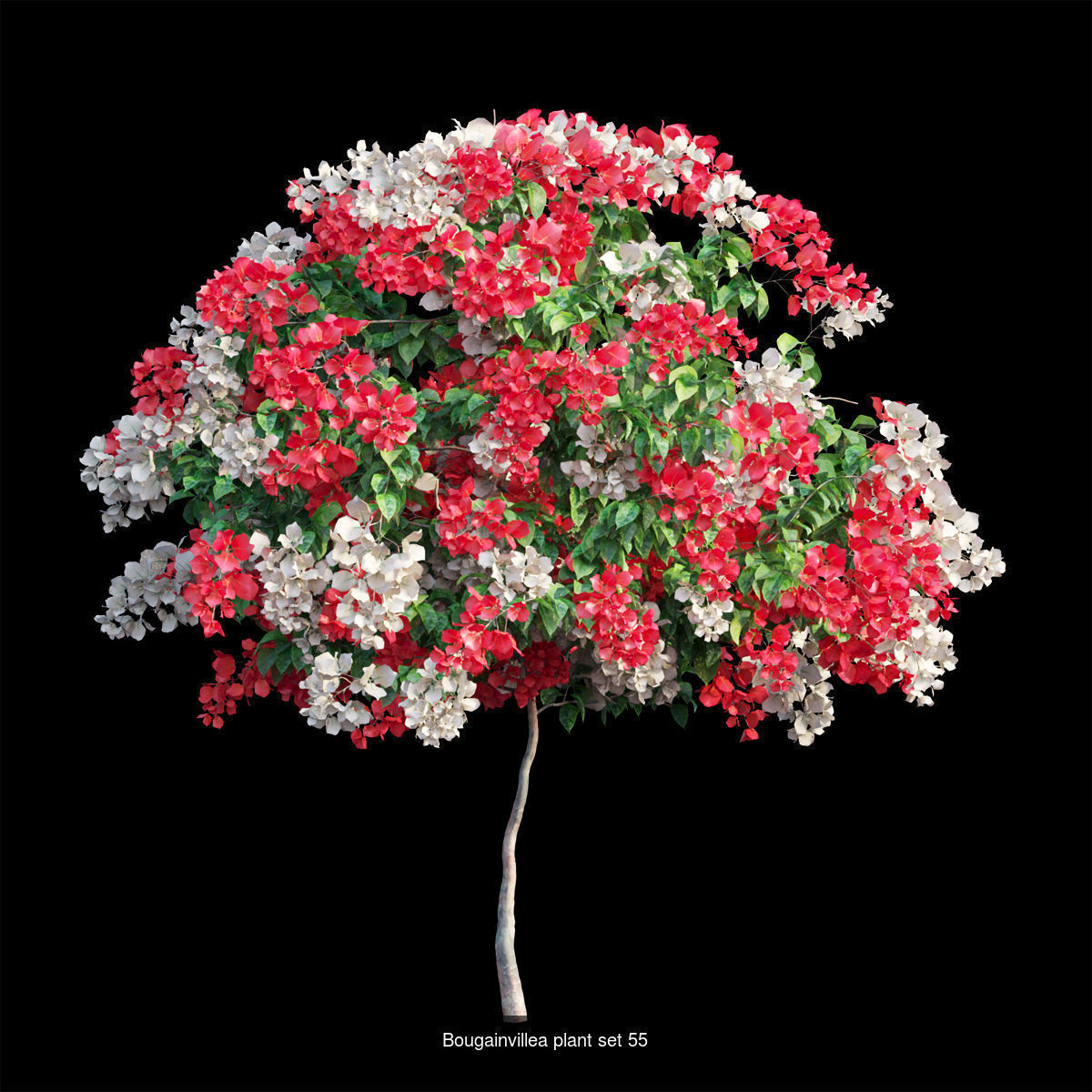Bougainvillea 3D Model Collection_59