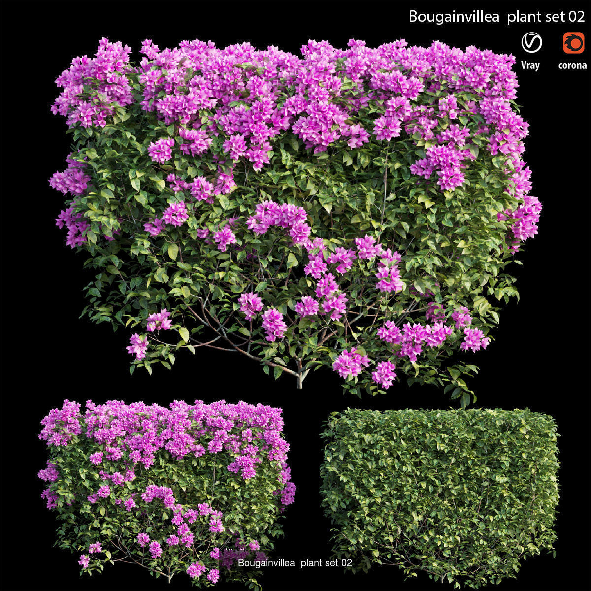 Bougainvillea 3D Model Collection_9