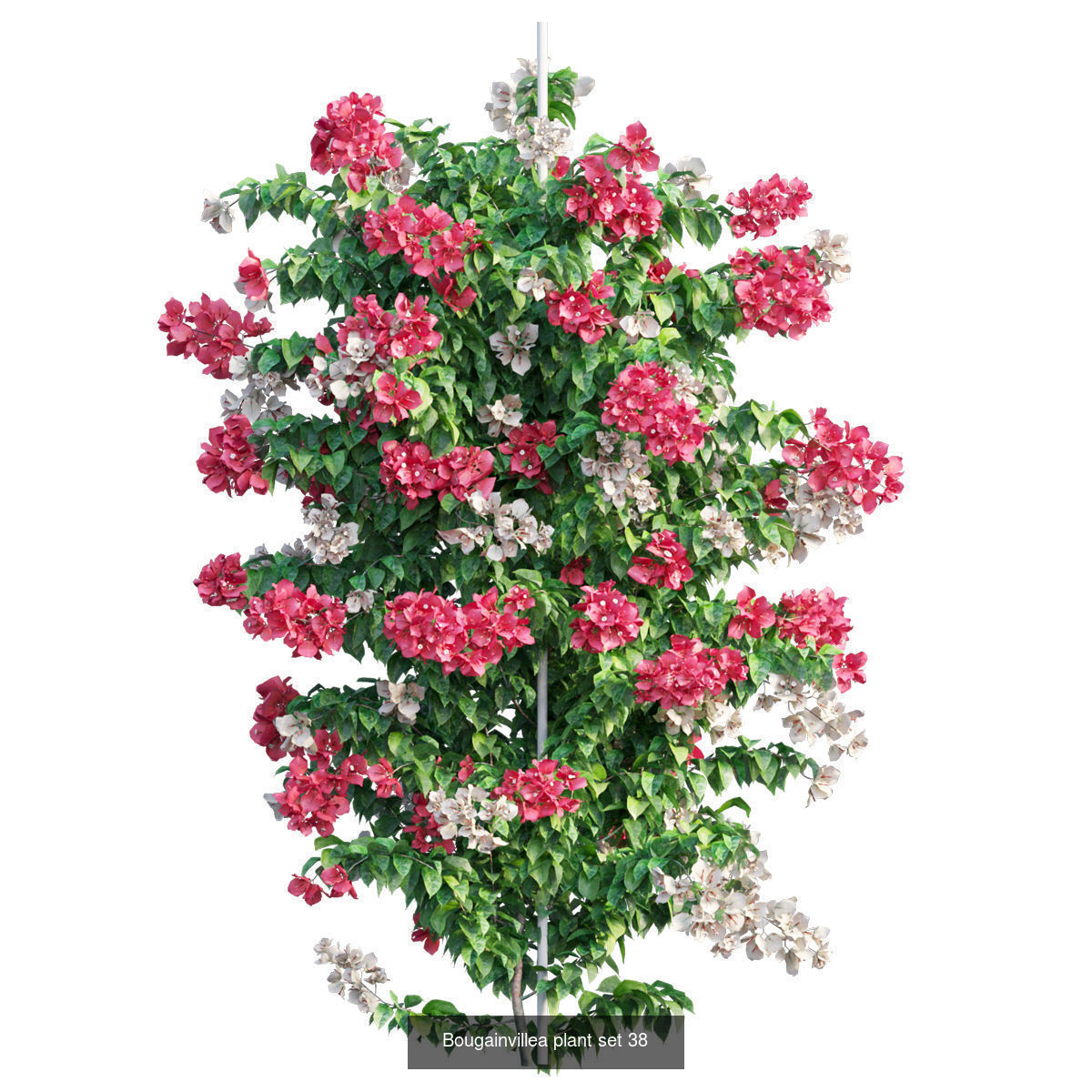 Bougainvillea 3D Model Collection_51