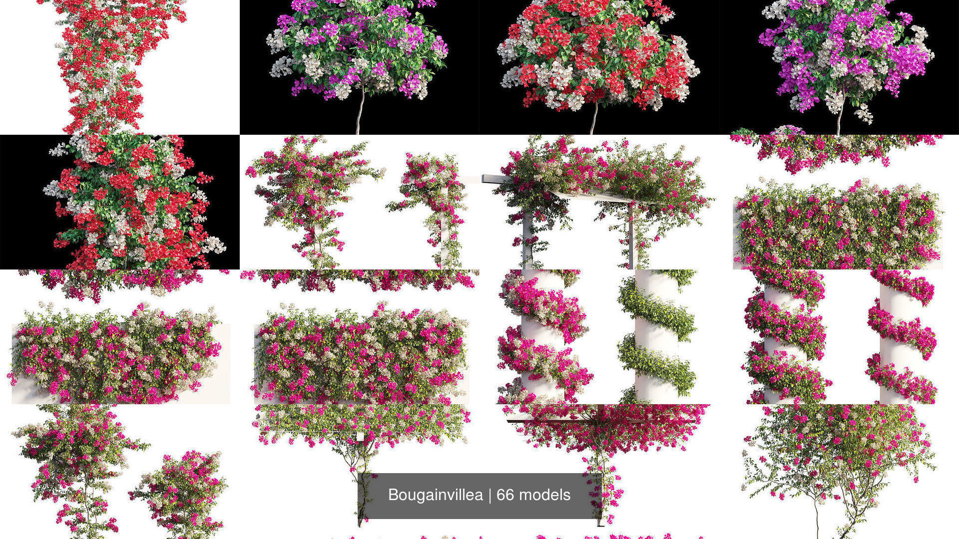 Bougainvillea 3D Model Collection_6
