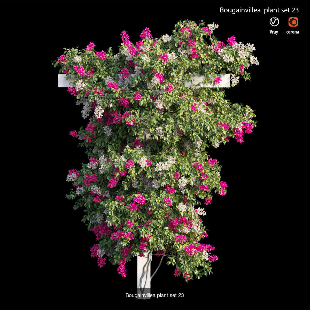 Bougainvillea 3D Model Collection_30