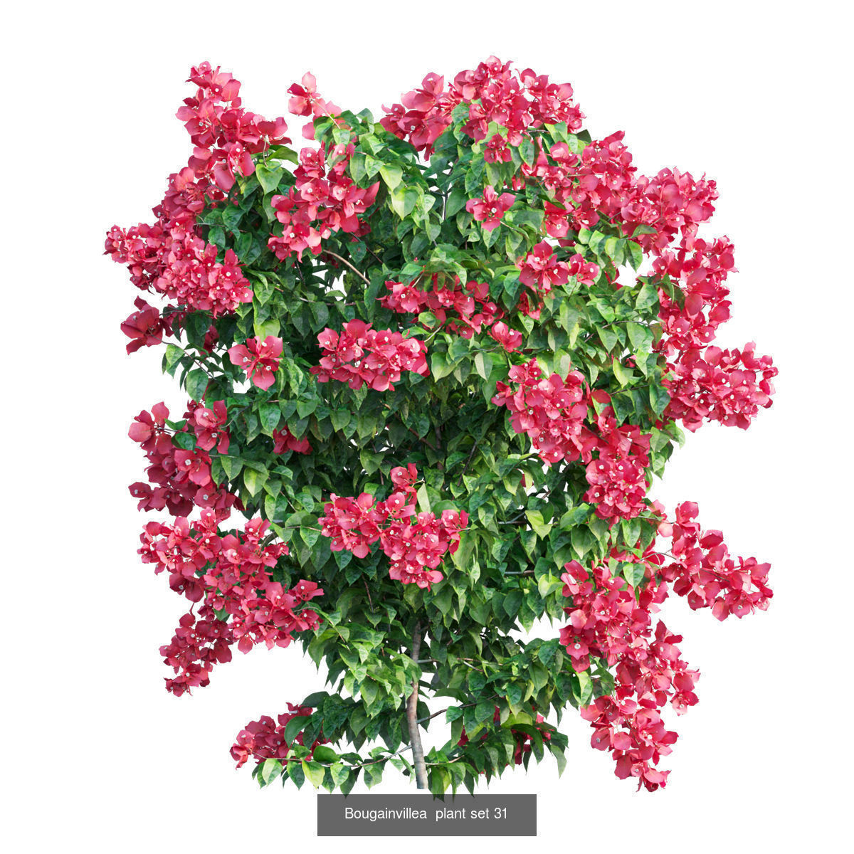 Bougainvillea 3D Model Collection_37