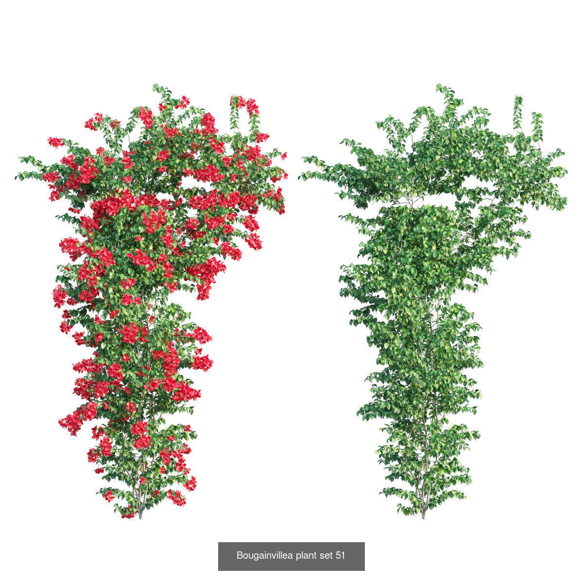 Bougainvillea 3D Model Collection_56
