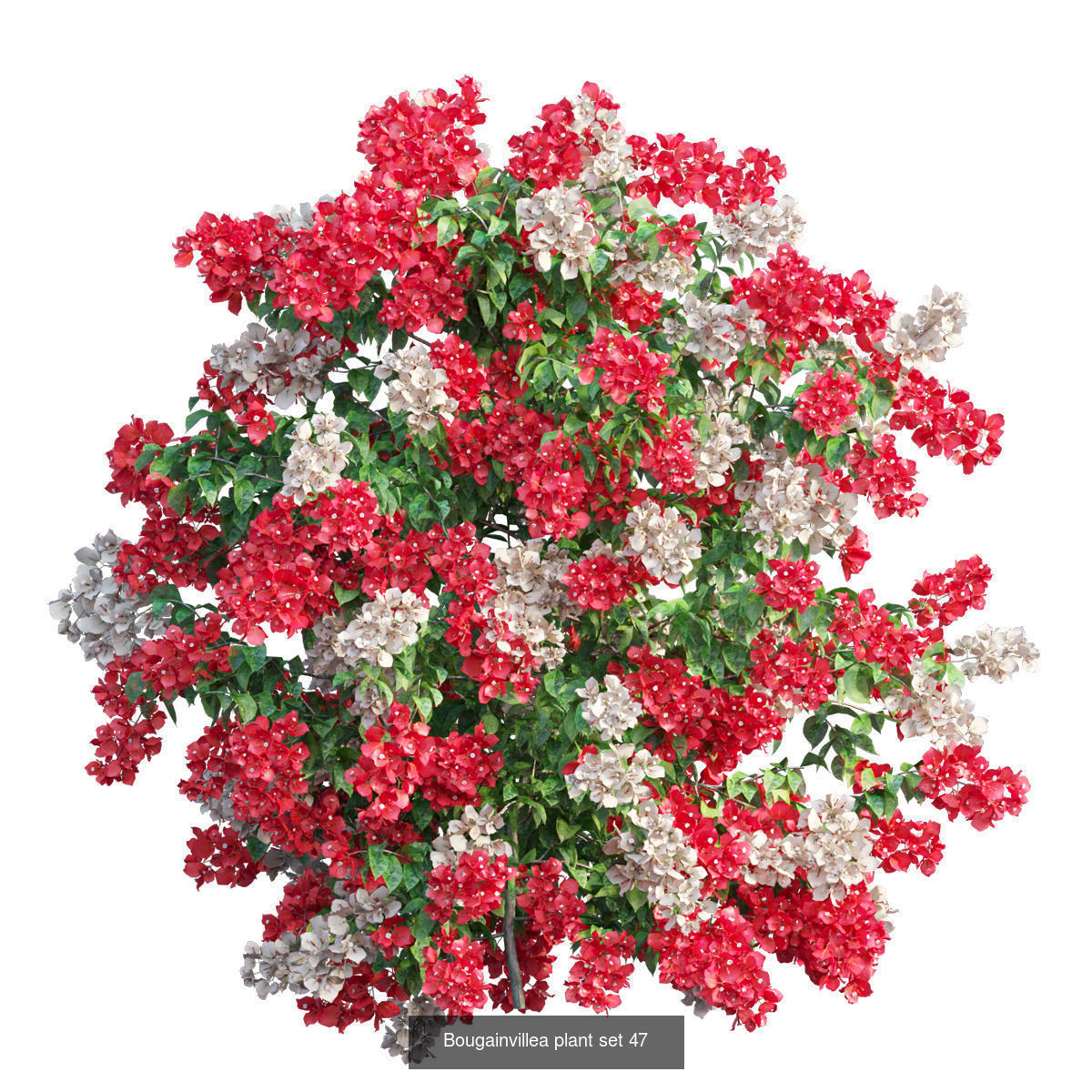 Bougainvillea 3D Model Collection_43